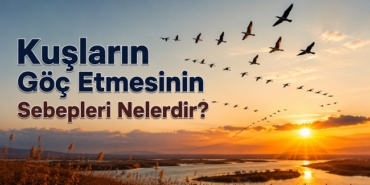 Kuşların Göç Etmesinin sebepleri nelerdir?