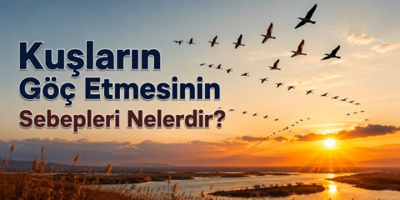 Kuşların Göç Etmesinin sebepleri nelerdir?
